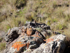 Geospizopsis unicolor