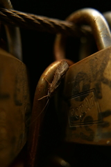 Trichoptera
