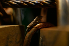 Trichoptera