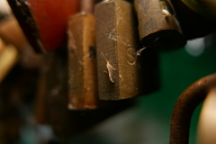 Trichoptera