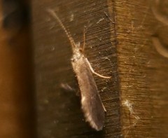 Trichoptera