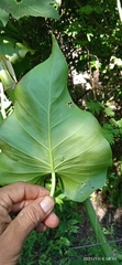 Philodendron hederaceum