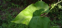 Philodendron hederaceum