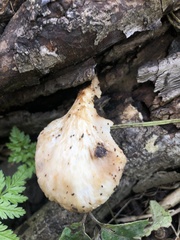 Crepidotus mollis