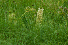 Eucomis comosa