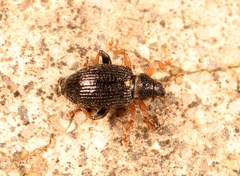 Isochnus sequensi