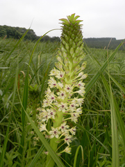 Eucomis comosa