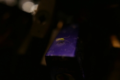 Chironomidae