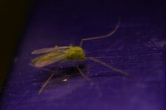Chironomidae