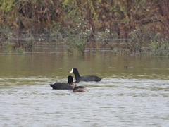 Tachybaptus ruficollis