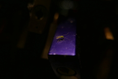 Chironomidae
