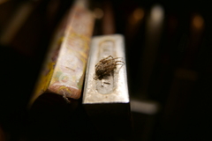 Araneae