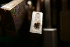 Araneae