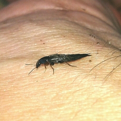 Raphirus