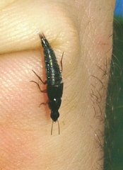 Raphirus