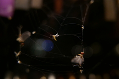 Chironomidae