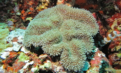 Lobophyllia flabelliformis