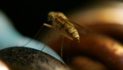 Chrysopilus asiliformis