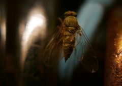 Chrysopilus asiliformis