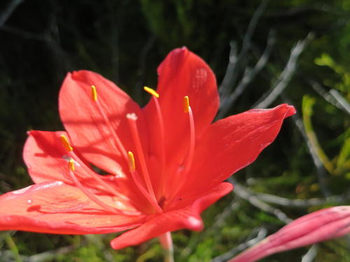 Cyrtanthus elatus