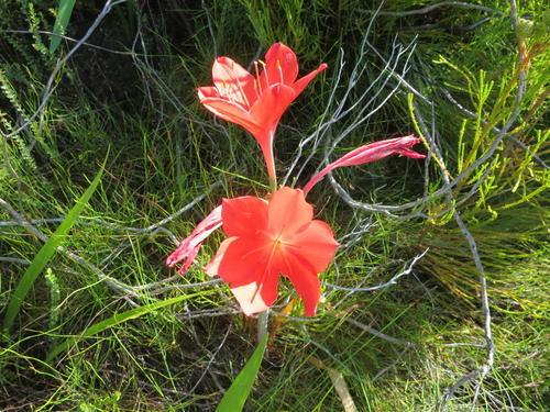 Cyrtanthus elatus