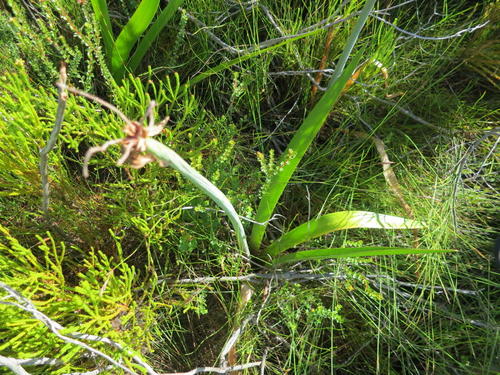 Cyrtanthus elatus