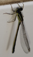 Ischnura graellsii