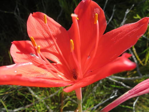 Cyrtanthus elatus