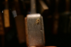 Chrysopilus asiliformis