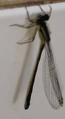 Ischnura graellsii