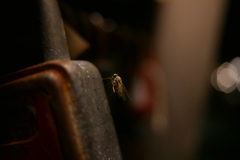 Chrysopilus asiliformis