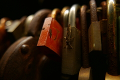 Trichoptera