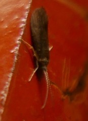 Trichoptera