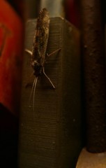 Trichoptera