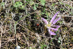 Ronisia barbarula
