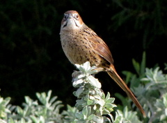 Sphenoeacus afer afer