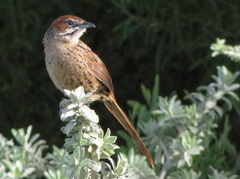 Sphenoeacus afer afer