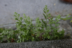 Asplenium ruta-muraria
