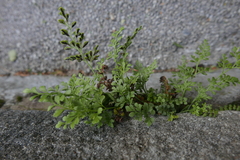 Asplenium ruta-muraria