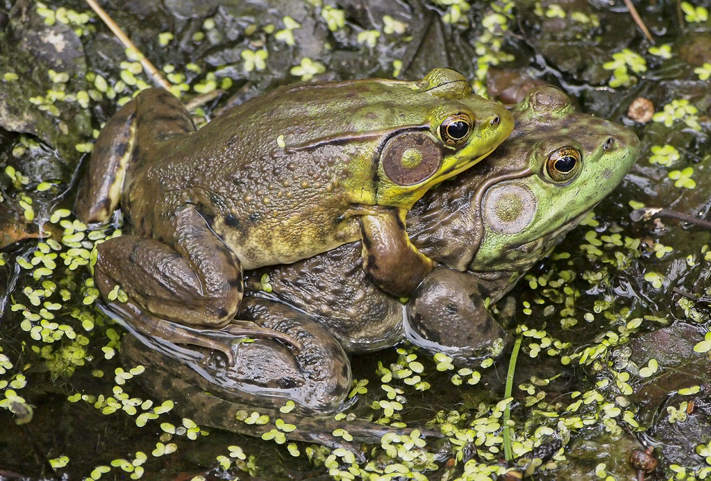 American Bullfrog