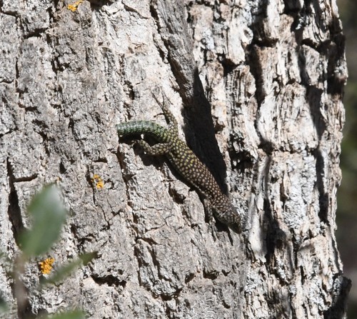 Scelarcis perspicillata