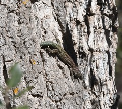 Scelarcis perspicillata