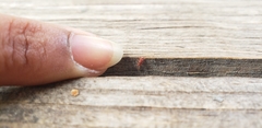 Allothrombium