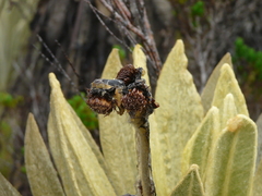 Espeletia frontinoensis