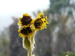 Espeletia frontinoensis