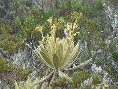 Espeletia frontinoensis