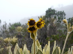 Espeletia frontinoensis