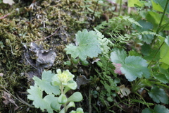 Romanzoffia sitchensis