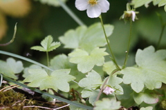 Romanzoffia sitchensis