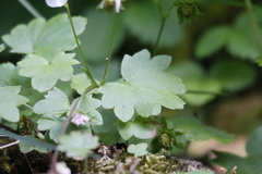 Romanzoffia sitchensis